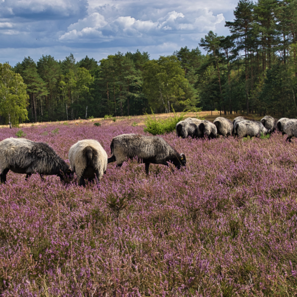 Bildschirmfoto-2025-01-12-um-17.28.50
